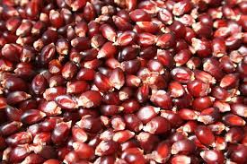 50 lbs Bulk Ruby Red Popcorn Kernels (Product of Canada)
